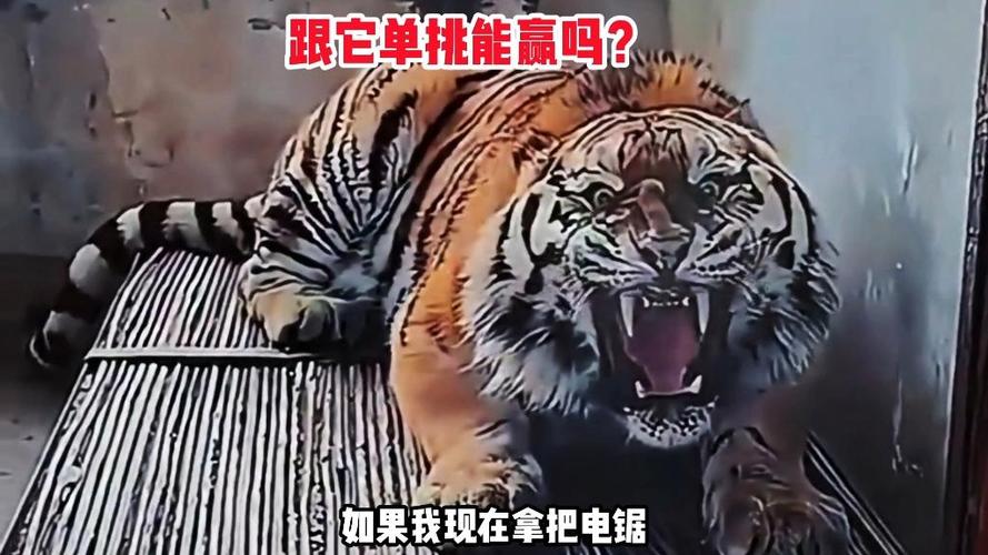 人拿电锯能打赢老虎吗