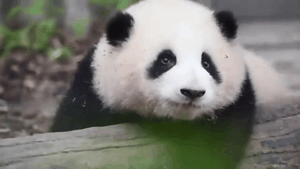 动态壁纸熊猫主题安装