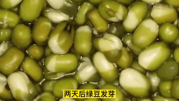 绿豆秀秀动态壁纸