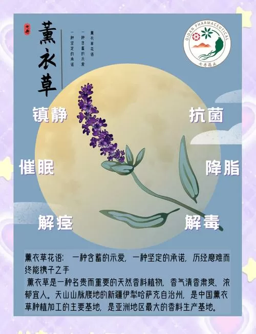 薰衣草功效作用与主治