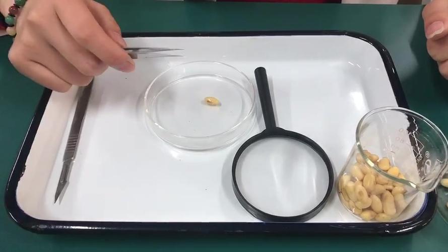 种子的结构实验视频