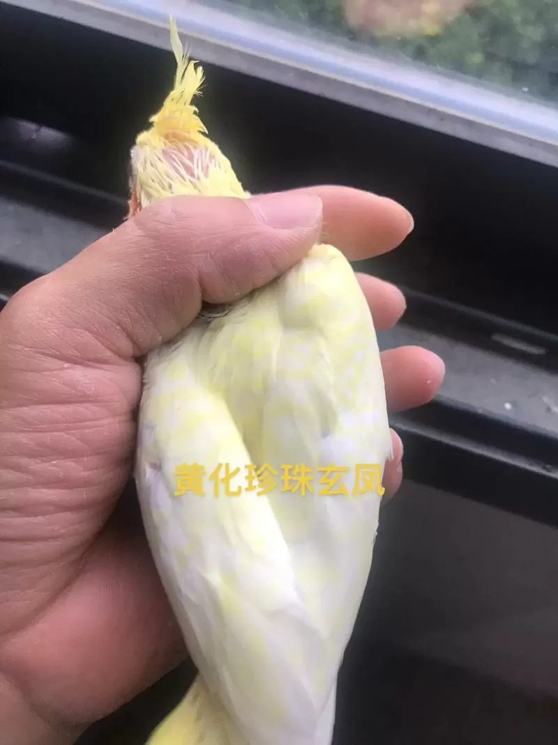黄化公配珍珠母出什么玄凤鹦鹉