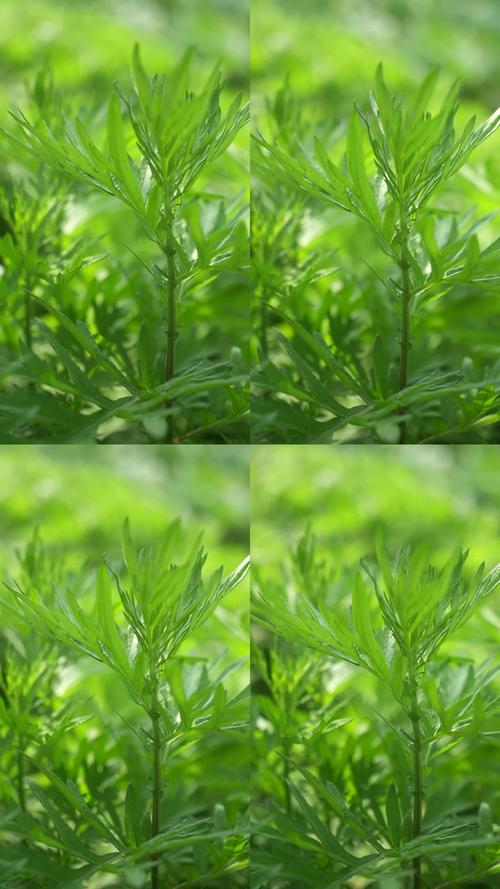 艾草视频