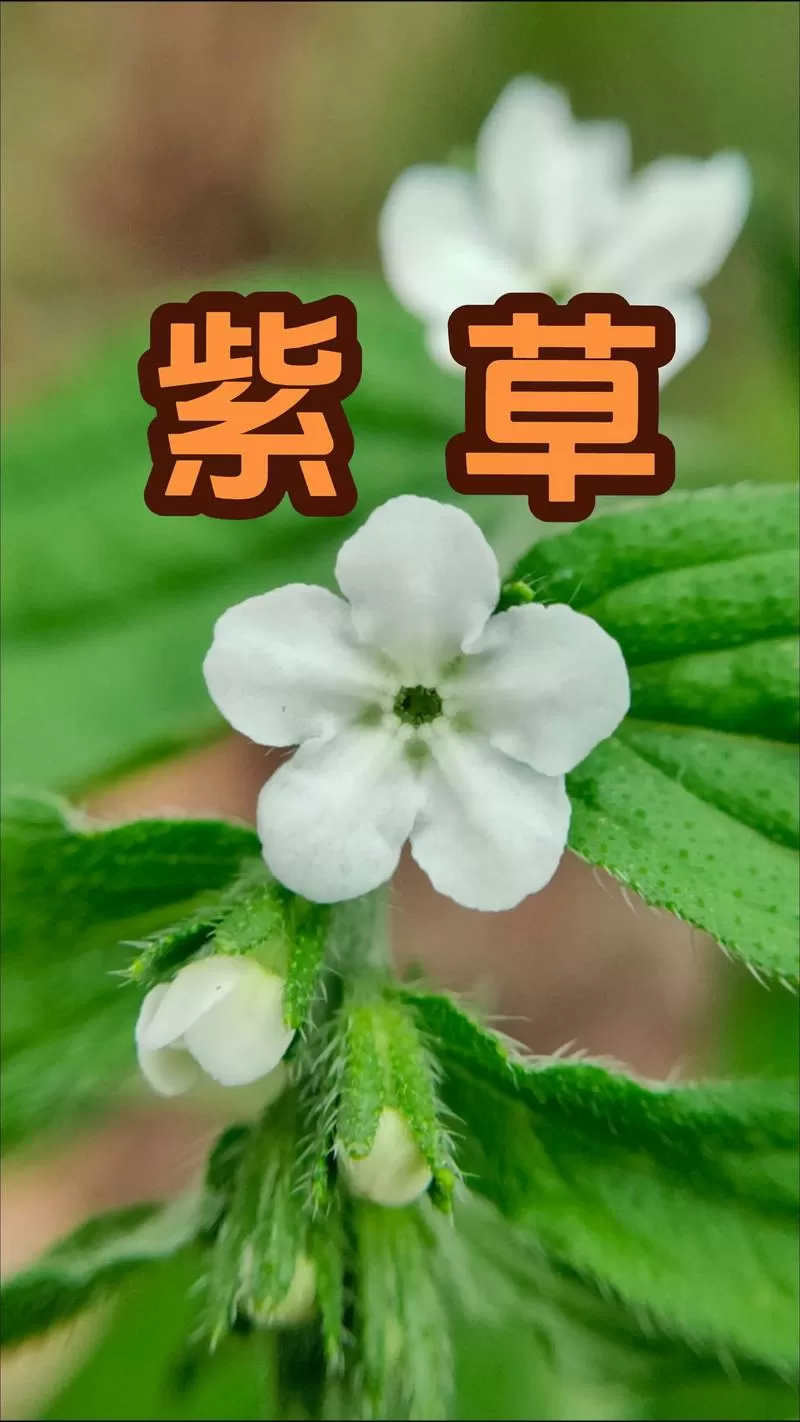 紫草图片大全高清图片